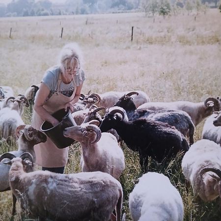 Pipowagen Elsebein Groningen Westerwolde Unieke Ligging Met Eigen Tuin En Vrij Uitzicht Over Veld Naar Natuurgebied Onstwedde Ngoại thất bức ảnh