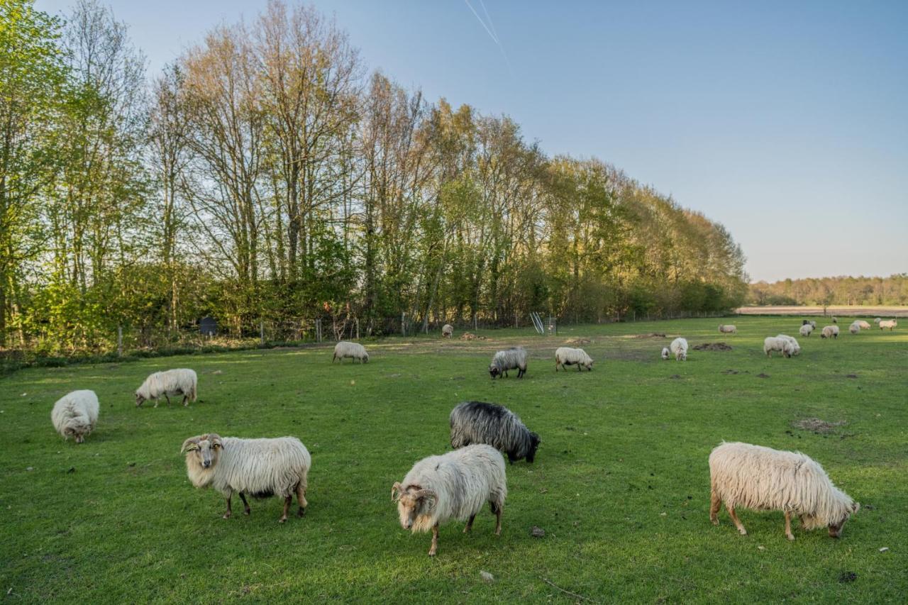 Pipowagen Elsebein Groningen Westerwolde Unieke Ligging Met Eigen Tuin En Vrij Uitzicht Over Veld Naar Natuurgebied Onstwedde Ngoại thất bức ảnh